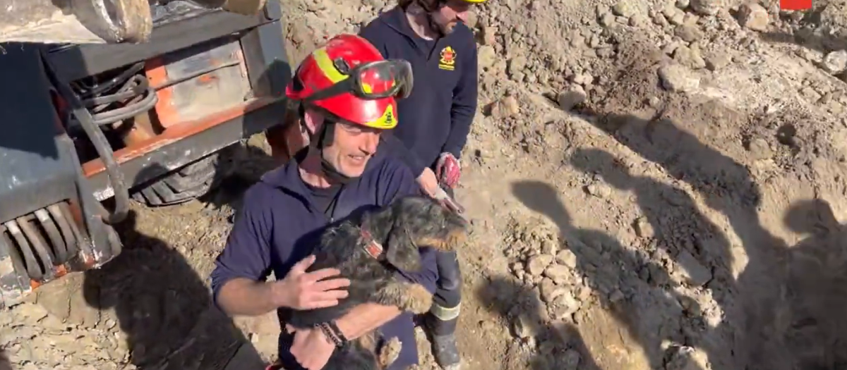 Los bomberos consiguieron sacar a la perra sana y salva