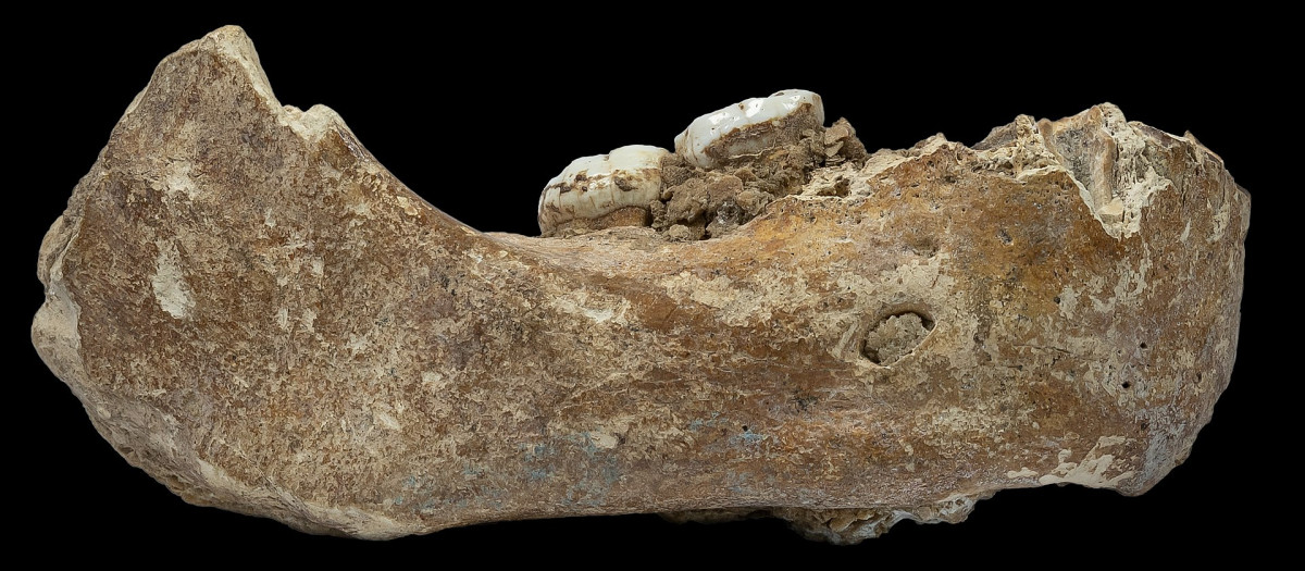 Mandíbula de Xiahe, espécimen afín a Homo longi