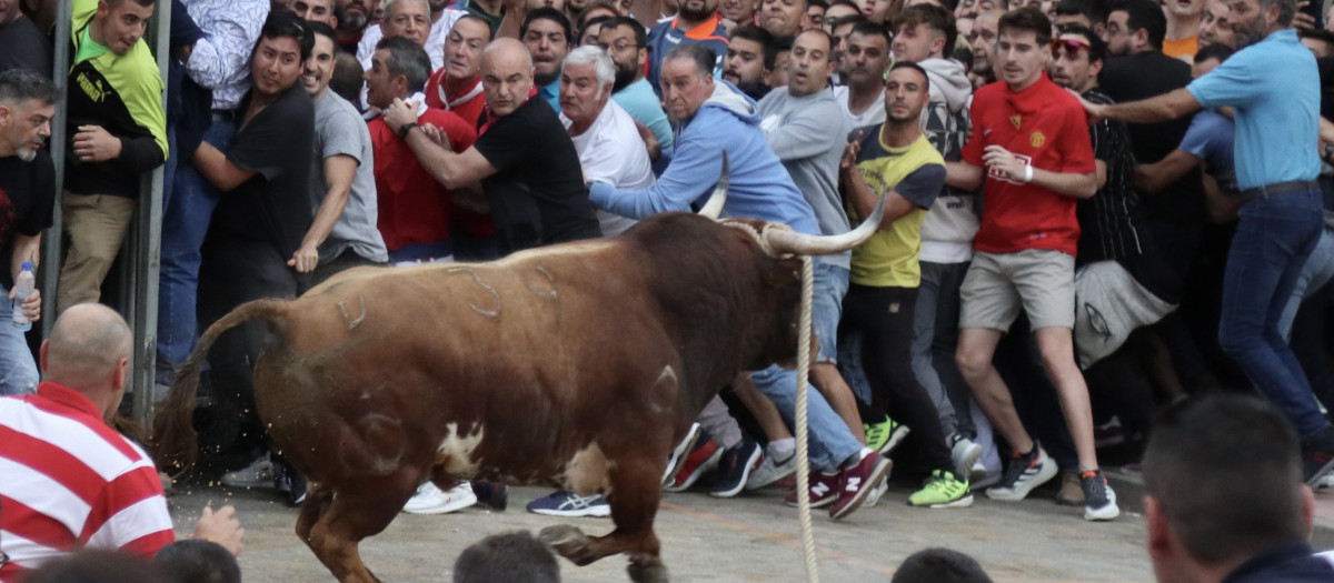 Toro Enmaromado de Benavente