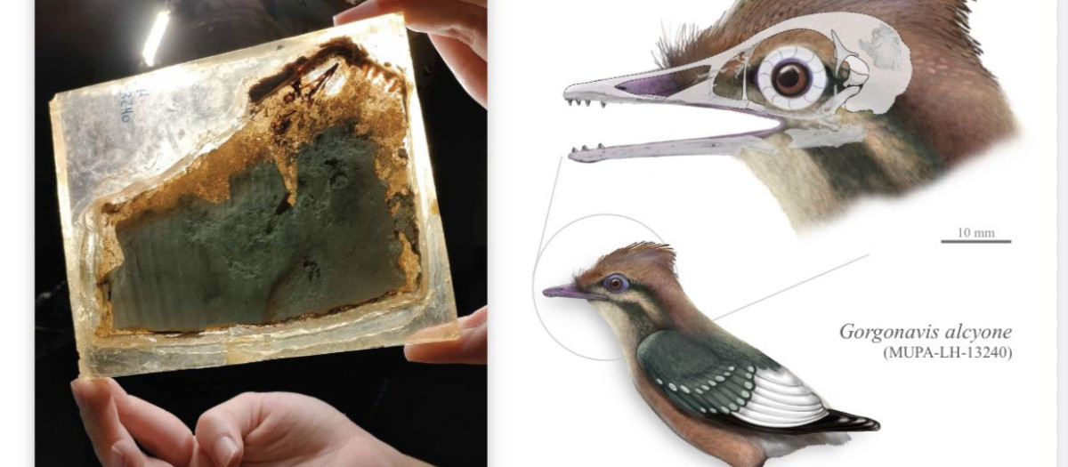 orgonavis alcyone, una nueva especie de ave de pequeño tamaño y 125 millones de años