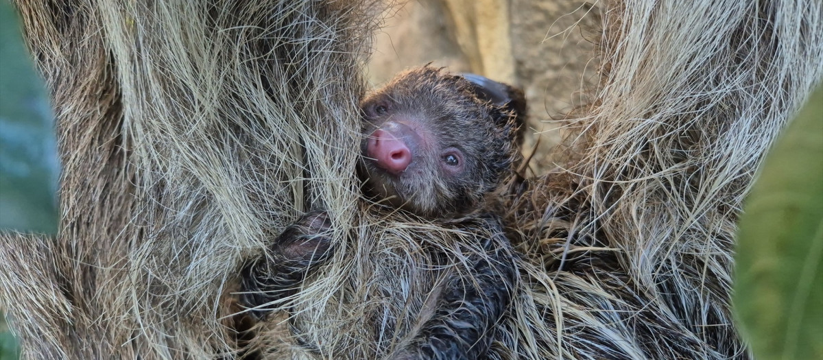 Cría de perezoso en Bioparc Fuengirola

REMITIDA / HANDOUT por BIOPARC FUENGIROLA
Fotografía remitida a medios de comunicación exclusivamente para ilustrar la noticia a la que hace referencia la imagen, y citando la procedencia de la imagen en la firma
25/2/2026