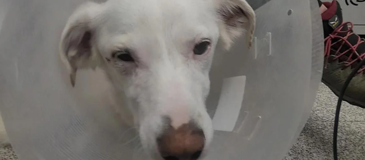 Perro rociado con ácido en Relleu (Alicante)