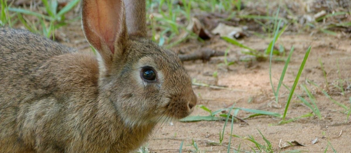 Conejo