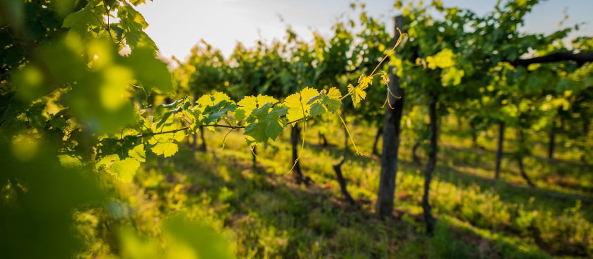 Viñedo