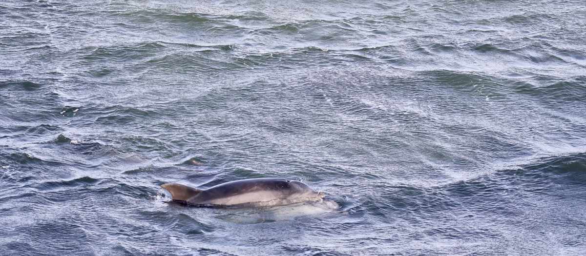 Imagen de archivo de un delfín