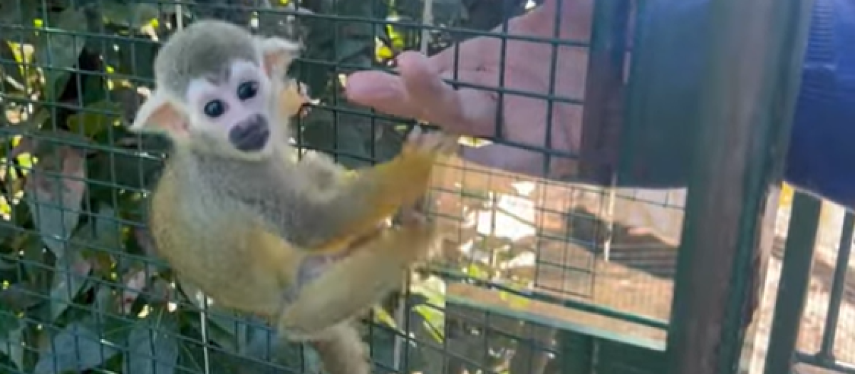 Richter, el pequeño mono del Zoo de Santillana del Mar