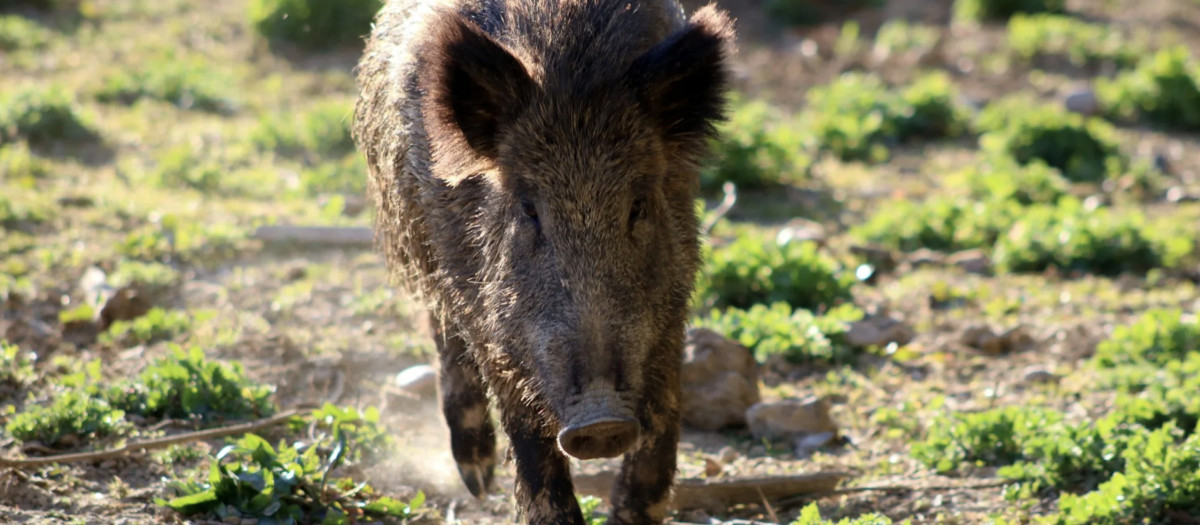 Jabalí

REMITIDA / HANDOUT por FRC
Fotografía remitida a medios de comunicación exclusivamente para ilustrar la noticia a la que hace referencia la imagen, y citando la procedencia de la imagen en la firma
04/12/2025