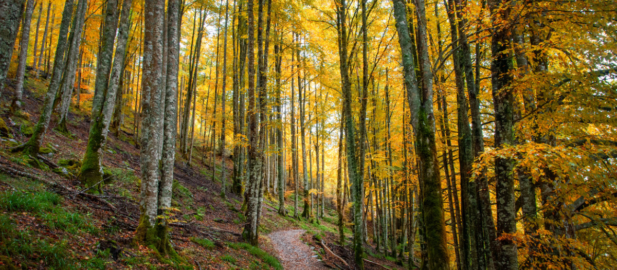 Bosque de Irati, en Navarra
