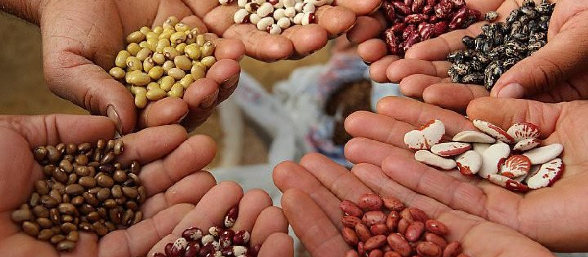 Soberanía alimentaria