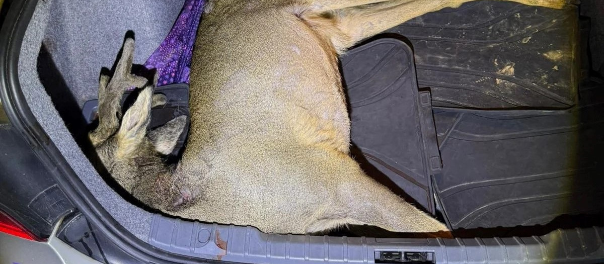 Dos hombres, investigados en Salamanca tras hallar un corzo recién abatido en el maletero del coche