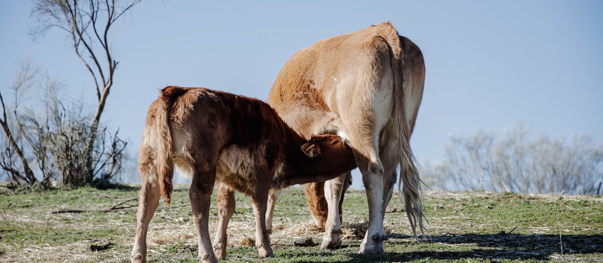 Una vaca y su ternero mamando en una explotación ganadera extensiva en Colmenar Viejo