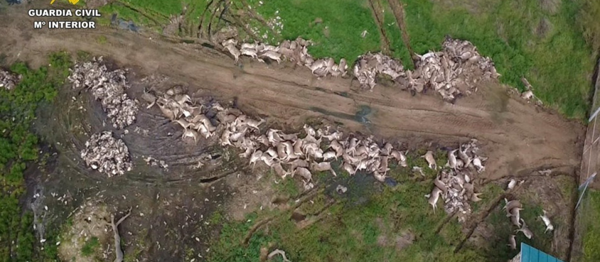 Animales abatidos en una montería en la provincia de Ciudad Real.

REMITIDA / HANDOUT por GUARDIA CIVIL
Fotografía remitida a medios de comunicación exclusivamente para ilustrar la noticia a la que hace referencia la imagen, y citando la procedencia de la imagen en la firma
27/2/2026