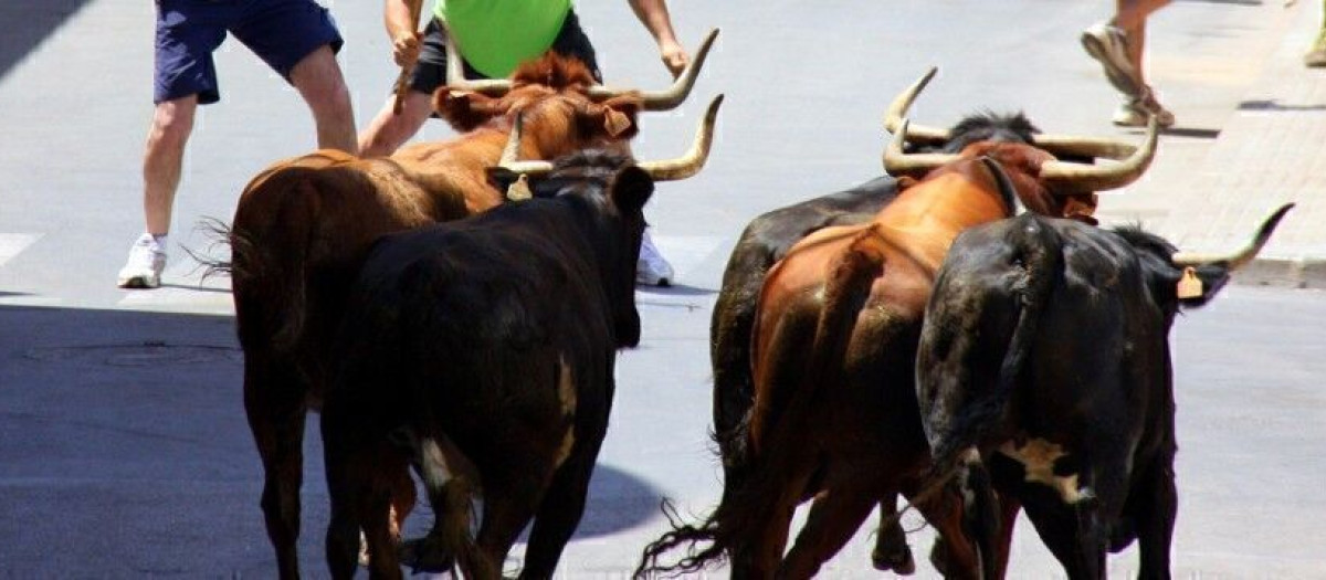Imagen de archivo de unos bous al carrer en la localidad valenciana de Canet d'en Berenguer