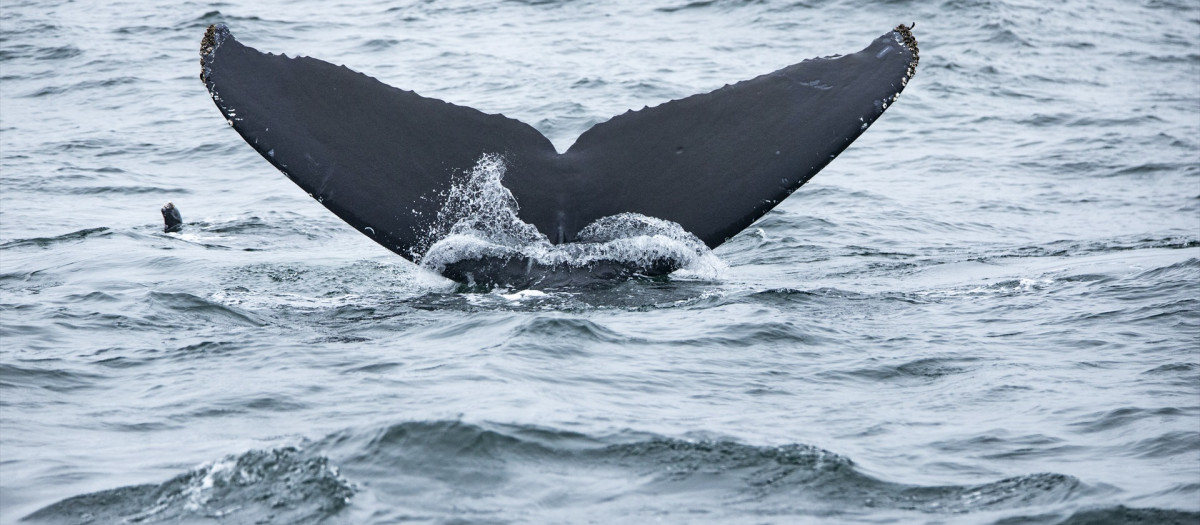 (Foto de ARCHIVO)
June 17, 2023, Monterey, CA, United States of America: A whales tail pops out of Monterey Bay as it starts to dive.

Europa Press/Contacto/Marty Bicek
15/6/2023