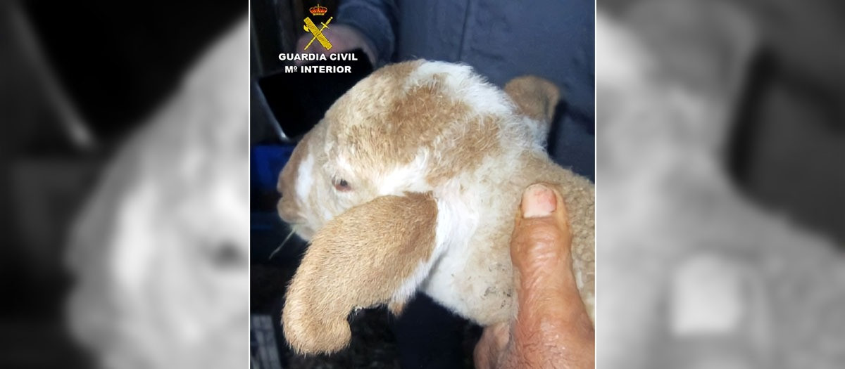 Uno de los corderos robados en Murcia con un corte en la oreja izquierda
