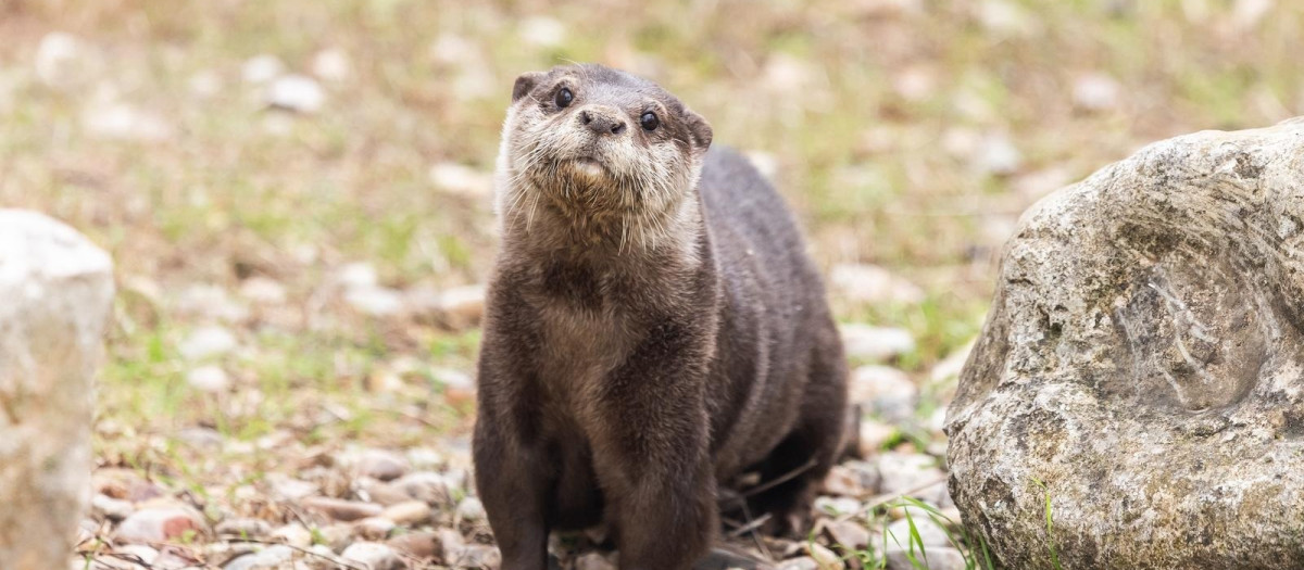 El zoo de Guadalajara cuenta ya con una nueva nutria.

EUROPA PRESS
03/3/2026