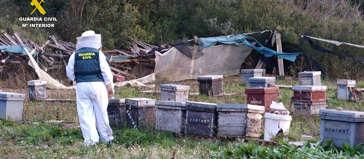 Un agente de la Guardia Civil en la explotación apícola clandestina