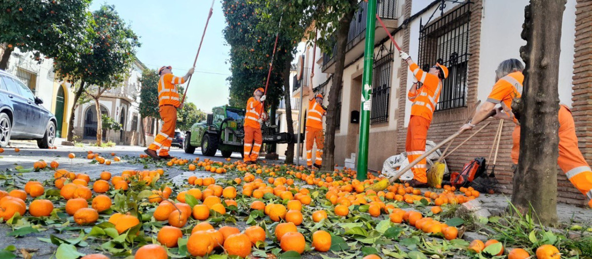 La recogida de naranja en Córdoba llega a su final.