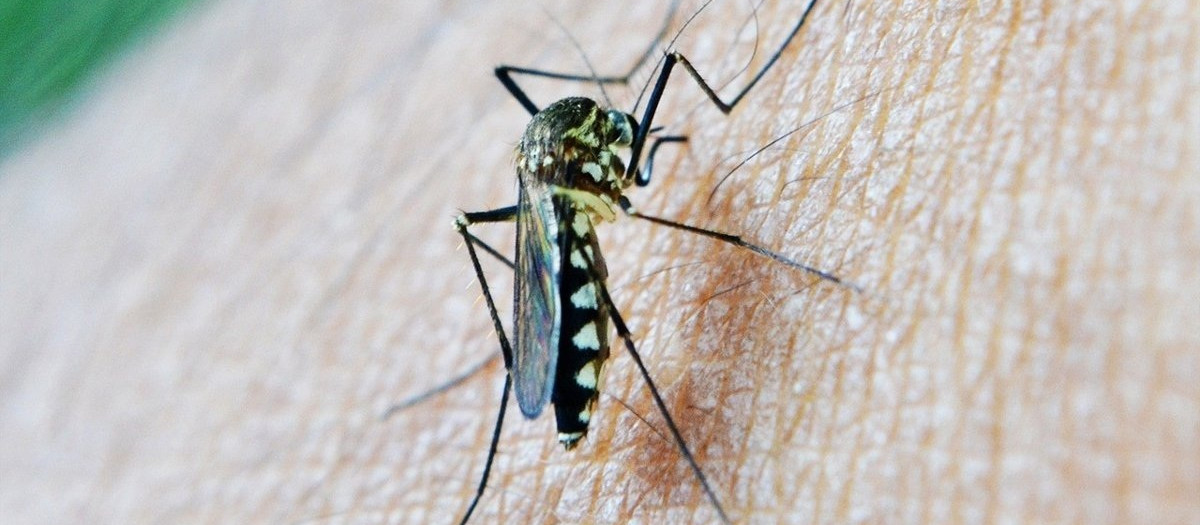 Mosquito portador del virus del Nilo Occidental (VNO)