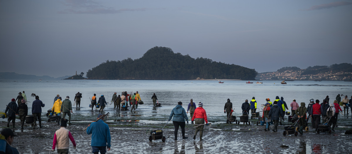 Crisis en el marisqueo por el tren de borrascas

Elena Fernández / Europa Press
03/3/2026