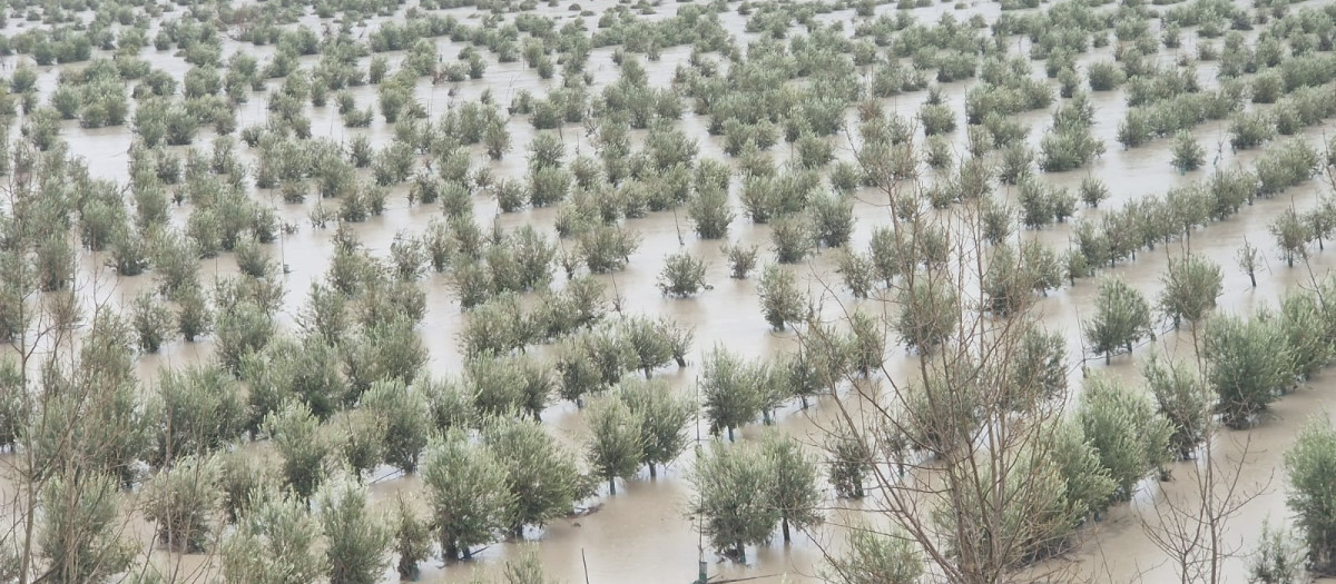 Explotación agrícola anegada tras el paso de las borrascas en la provincia de Granada