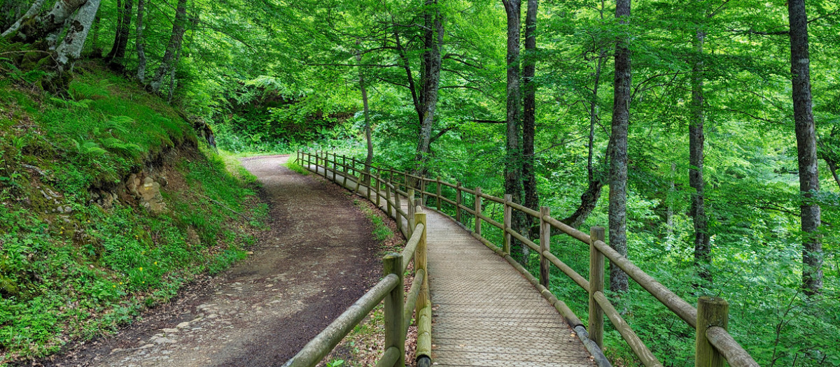 Ruta del Hayedo de Montegrande y la cascada del Xiblu, en Teverga (Asturias)
