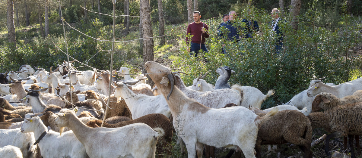 Imagen del presidente de la Diputación de Valencia tomada este viernes