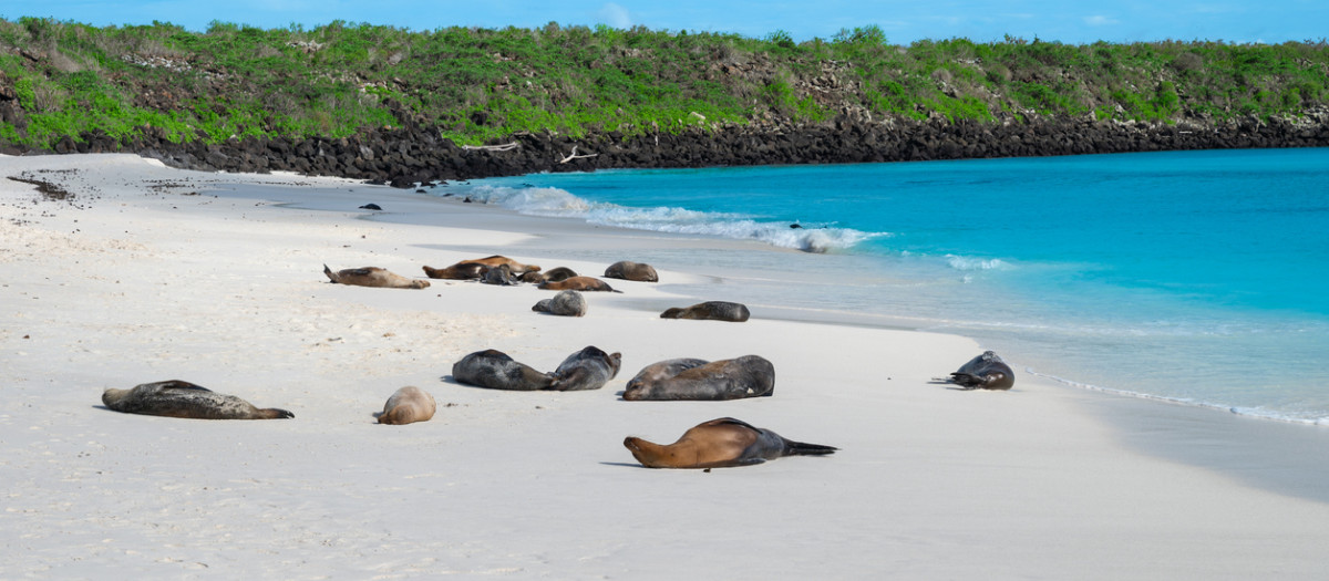 Colonia de lobos marinos en la fantástica playa de Isla Española