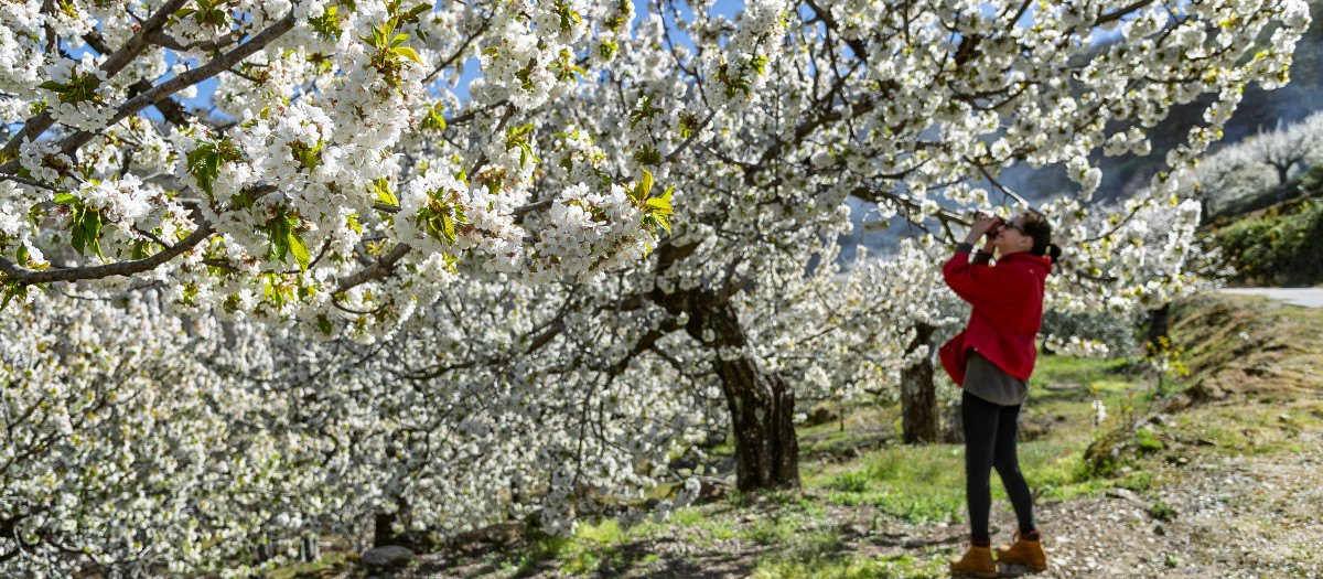 Los cerezos en flor tiñen de blanco las laderas del Valle del Jerte