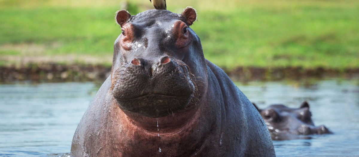 Fotografía sin fecha específica de toma cedida por el Ministerio de Ambiente y Desarrollo Sostenible de Colombia de un hipopótamo en una zona rural de Colombia. El Gobierno de Colombia anunció un plan que incluye la eutanasia a por lo menos 80 hipopótamos durante el segundo semestre de este año, para evitar su reproducción. EFE/ Ministerio de Ambiente y Desarrollo Sostenible de Colombia /SOLO USO EDITORIAL/NO VENTAS/ SOLO DISPONIBLE PARA ILUSTRAR LA NOTICIA QUE ACOMPAÑA (CRÉDITO OBLIGATORIO)