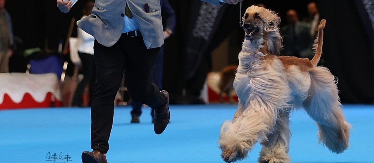 Más de 2.000 perros de 300 razas convertirán Valladolid en la gran capital canina de Europa del 1 al 3 de mayo
