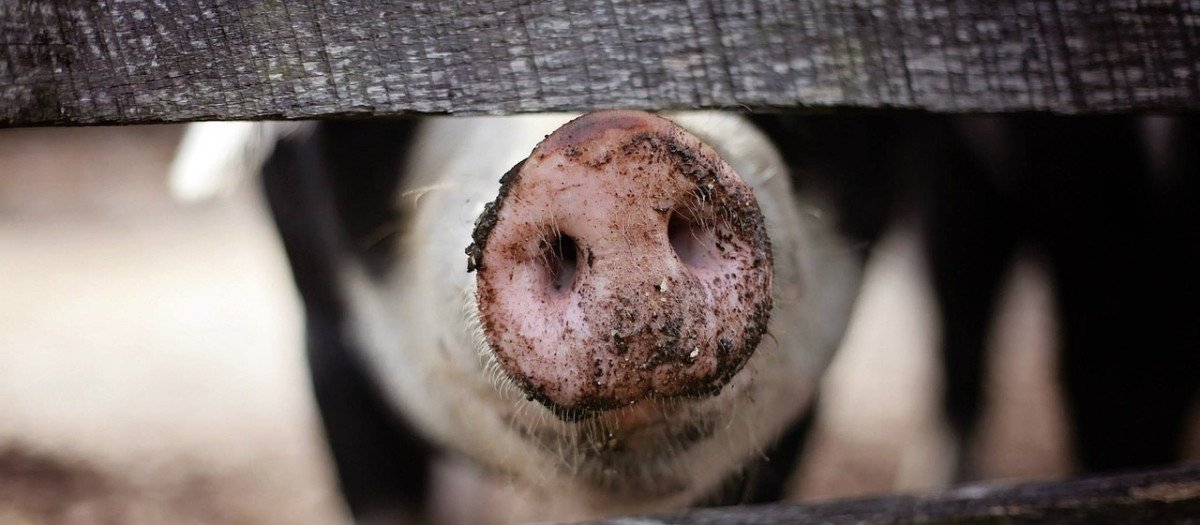 Cerdo en una granja