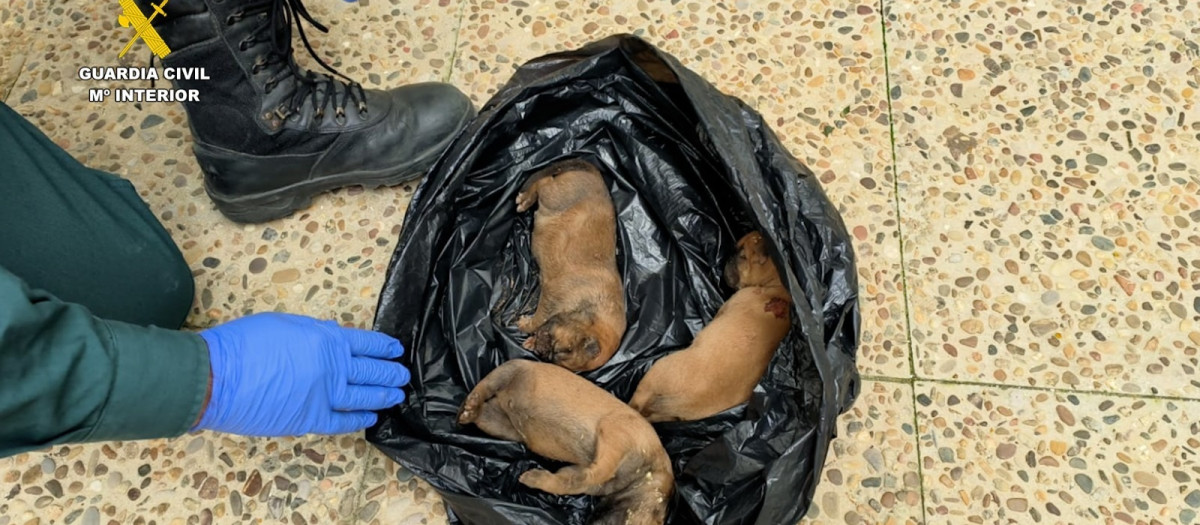 Cachorros fallecidos encontrados por la Guardia Civil en un paraje de Almonte (Huelva).

REMITIDA / HANDOUT por GUARDIA CIVIL
Fotografía remitida a medios de comunicación exclusivamente para ilustrar la noticia a la que hace referencia la imagen, y citando la procedencia de la imagen en la firma
16/4/2026
