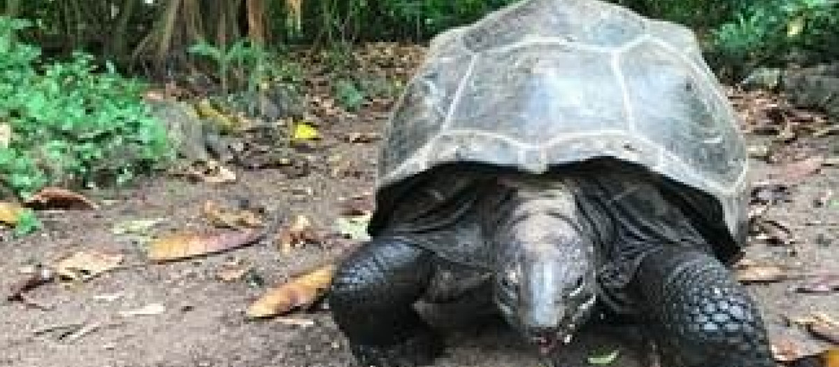 Uno de los galápagos estudiados