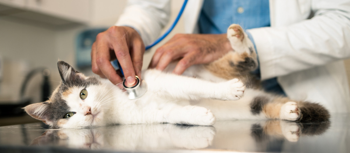 Un veterinario ausculta a un gato