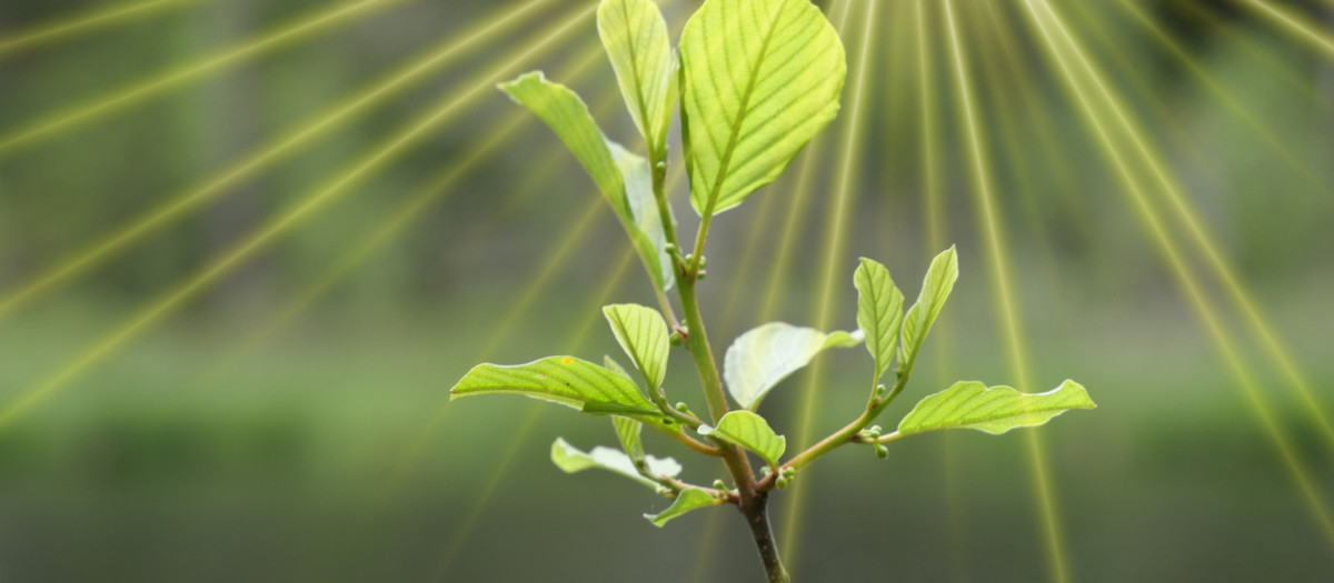 Cultivo de plantas con rayos de sol