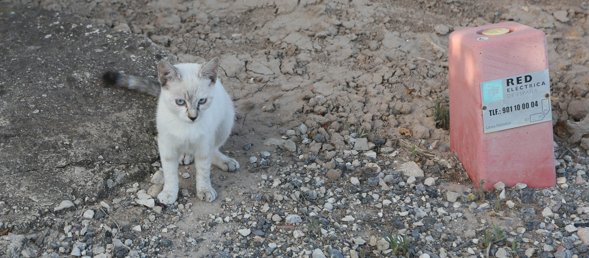 Gato de una colonia felina de Alicante