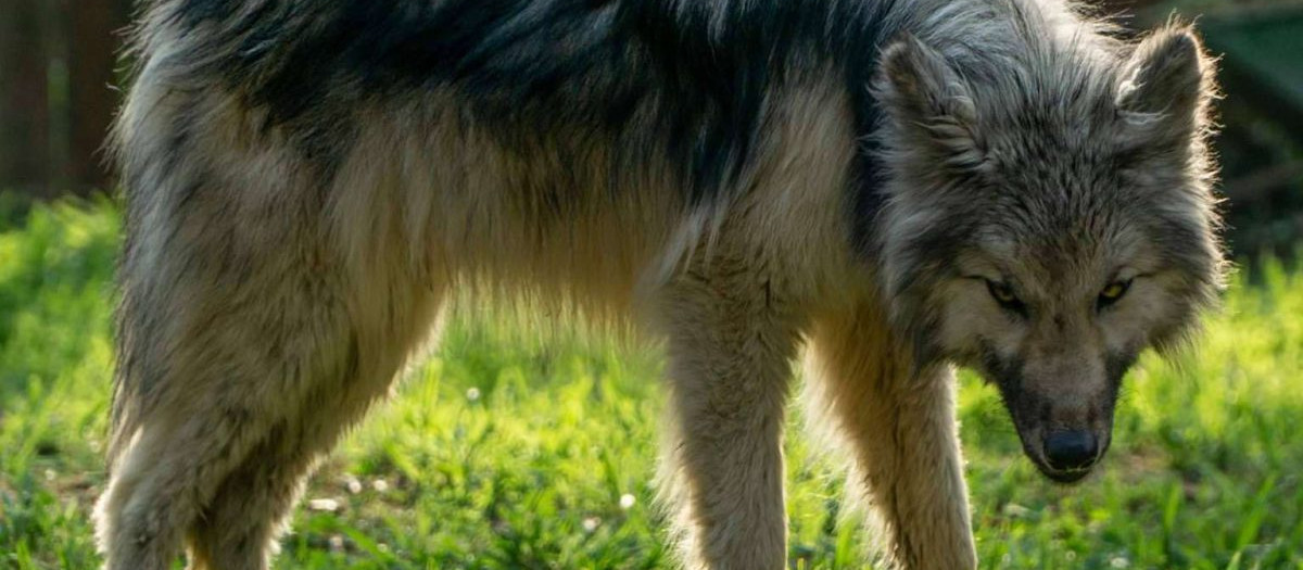 Perro lobo americano