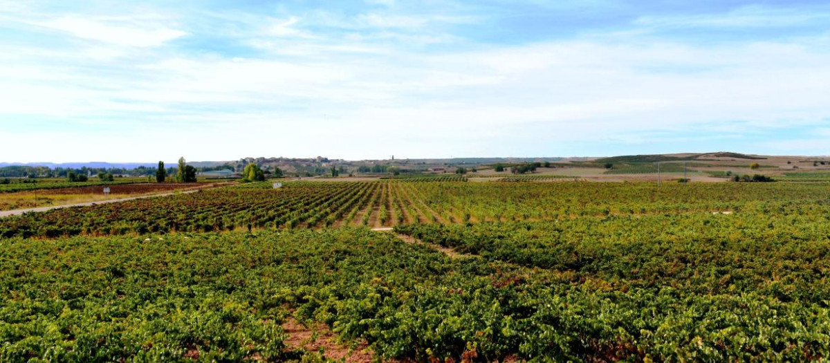 Imagen de recurso de un viñedo castellano