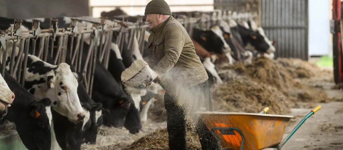 Un ganadero alimenta a sus vacas en Galicia