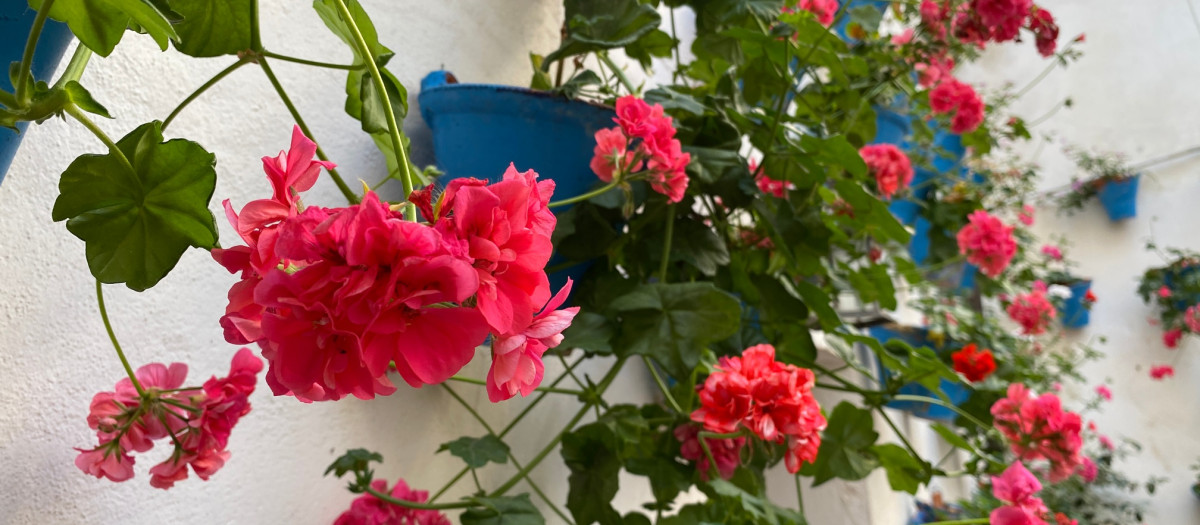 Patio de Córdoba