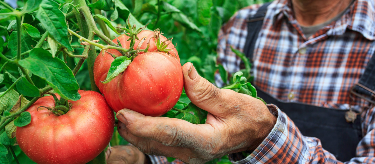 Tomates