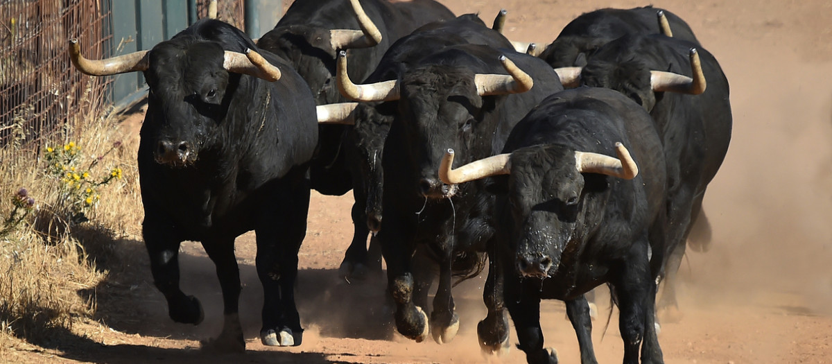 Toros bravos
