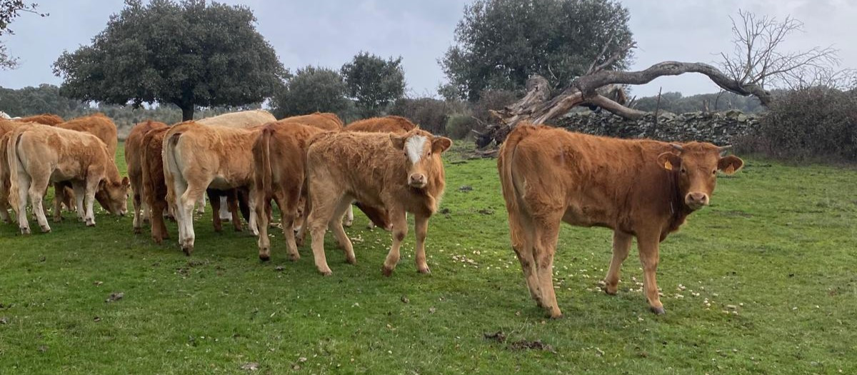 Ganadería extensiva bovina en la provincia de Salamanca