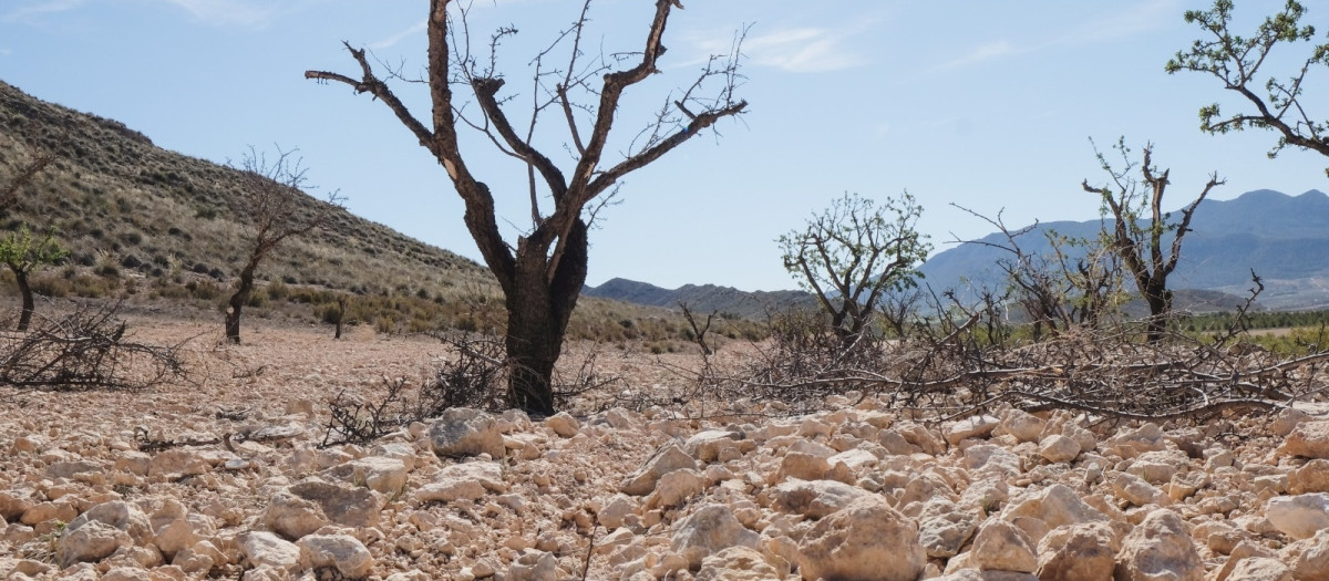 Campo de almendros en Jumilla (Murcia)
