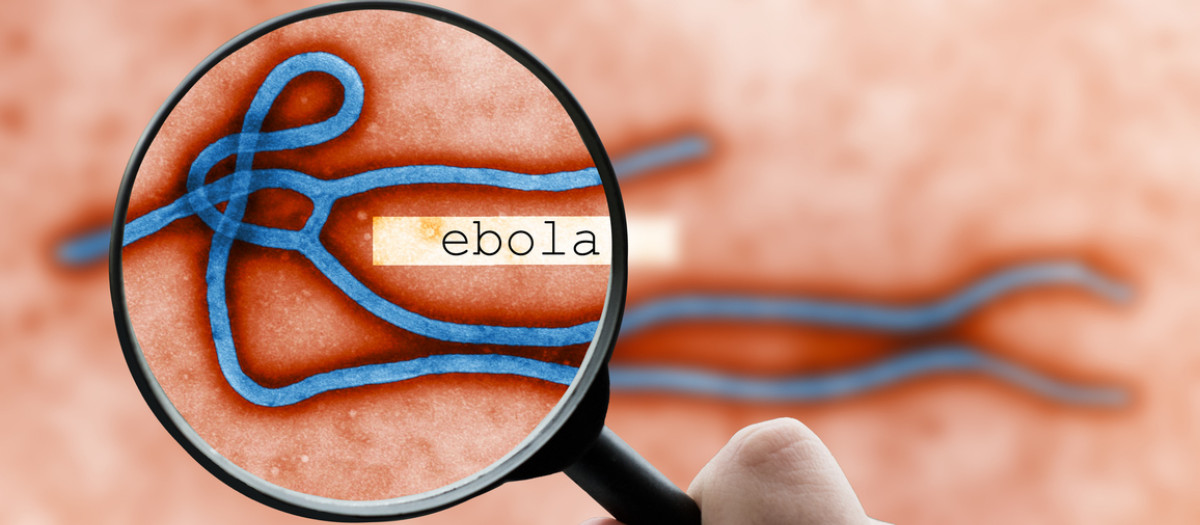 Virus del Ébola

This colorized transmission electron micrograph (TEM) revealed some of the ultrastructural morphology displayed by an Ebola virus virion. See PHIL 1832 for a black and white version of this image.

<B>Where is Ebola virus found in nature?</b><p>The exact origin, locations, and natural habitat (known as the "natural reservoir") of Ebola virus remain unknown. However, on the basis of available evidence and the nature of similar viruses, researchers believe that the virus is zoonotic (animal-borne) and is normally maintained in an animal host that is native to the African continent. A similar host is probably associated with Ebola-Reston which was isolated from infected cynomolgous monkeys that were imported to the United States and Italy from the Philippines. The virus is not known to be native to other continents, such as North America.