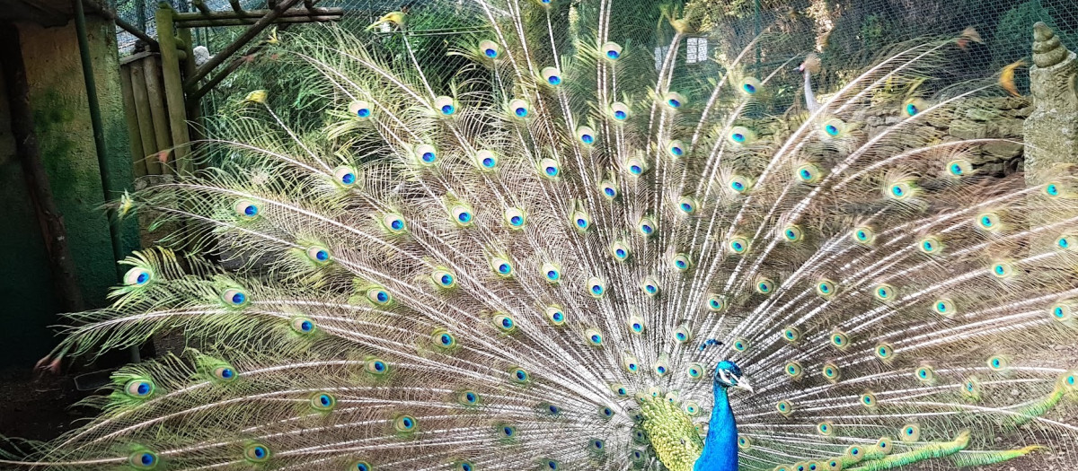 El mayor parque de aves de España que fascina a los amantes de la naturaleza