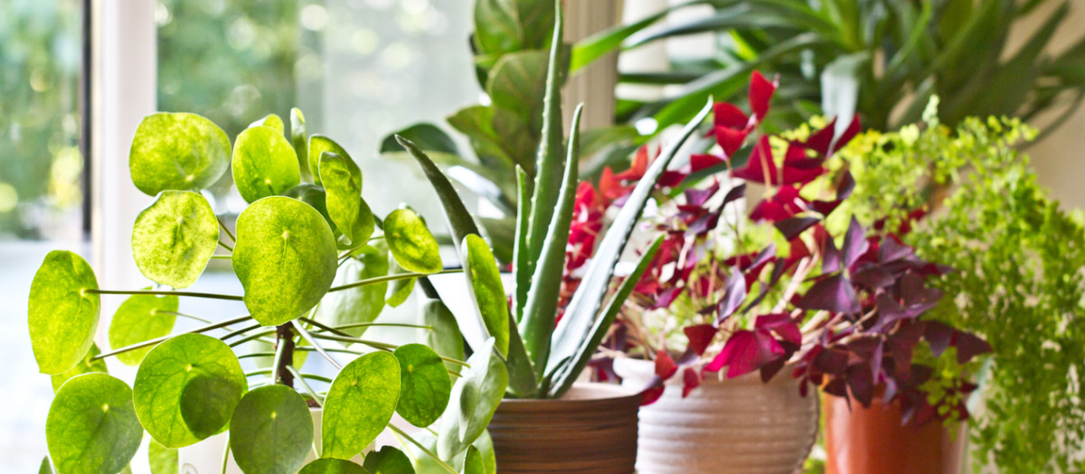 Varias plantas en el interior de una casa