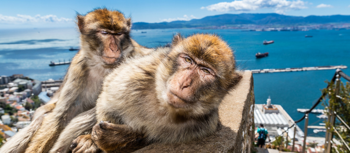 Macacos de Gibraltar