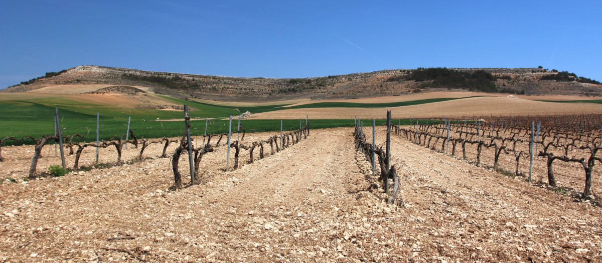Talleres de la Ruta del vino de Ribera del Duero en el Parque Natural Hoces del Río Riaza